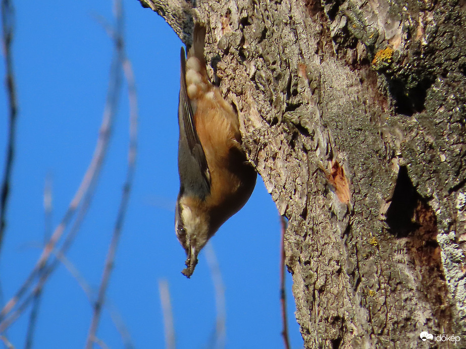 Szépítem az odút, míg a párom énekel!