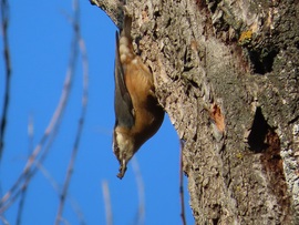 Szépítem az odút, míg a párom énekel!