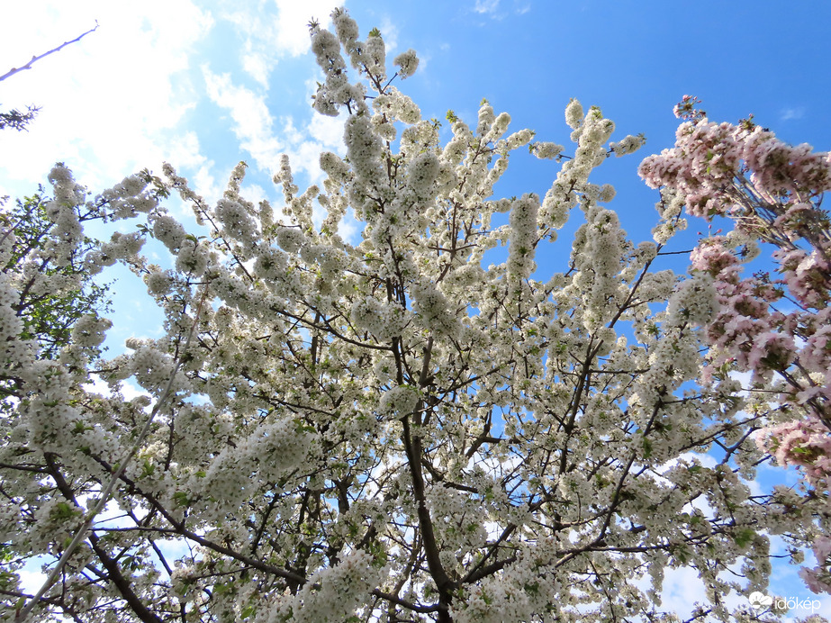 Teljes pompában a virágzó fák