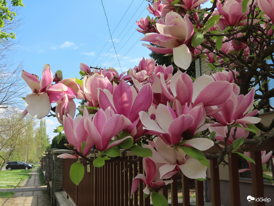 Kihajolt a kerítés felett