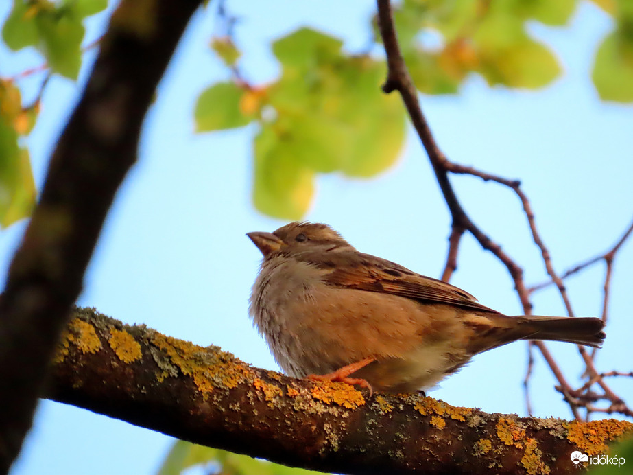 Házi veréb a napkelte fényében