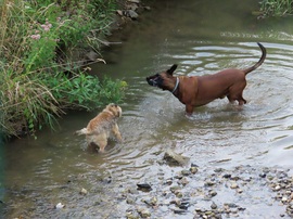 Boldog fürdőzők