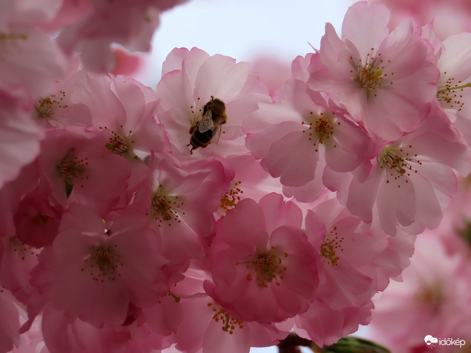 Japán díszcseresznye virágai szorgoskodóval
