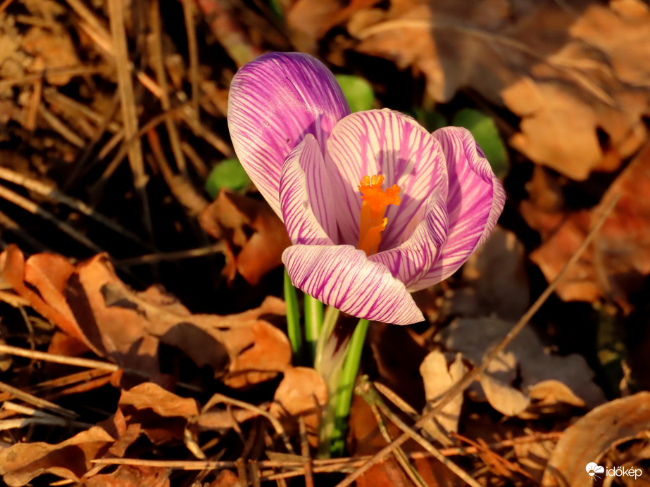 Ragyog a napfényben