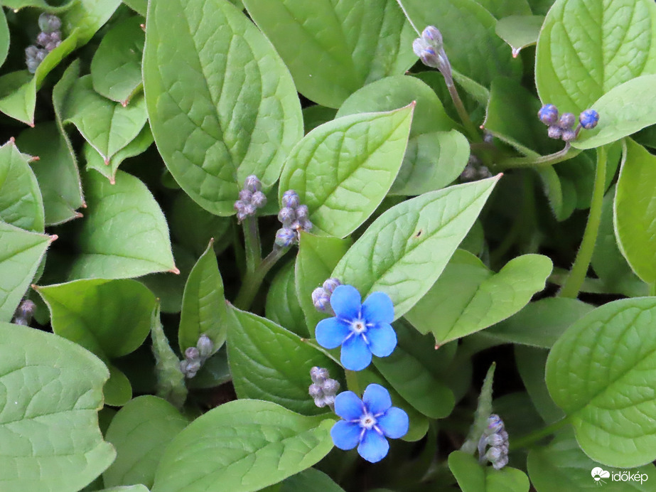 Most kezd virágozni