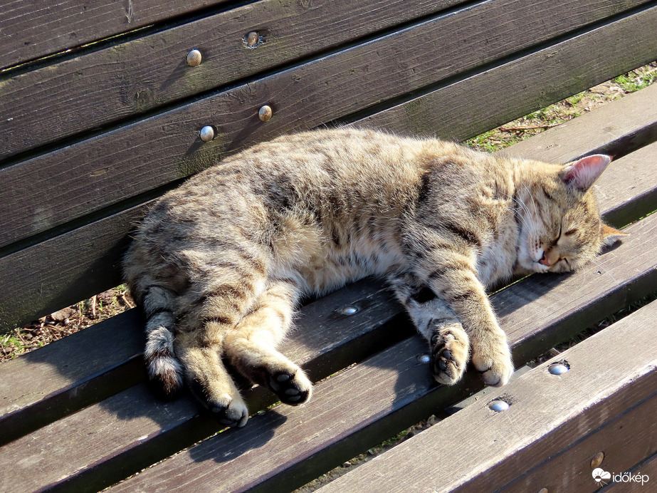 Szundikálok a tóparti padon