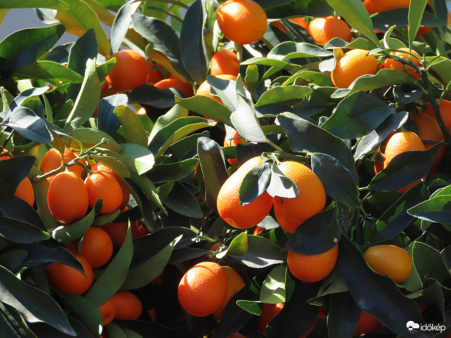 Herényi Virágút, Szombathely