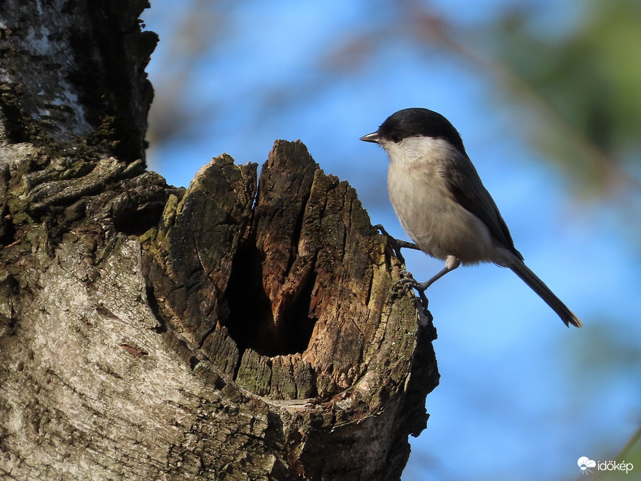 Sürgés-forgás az odúnál:be