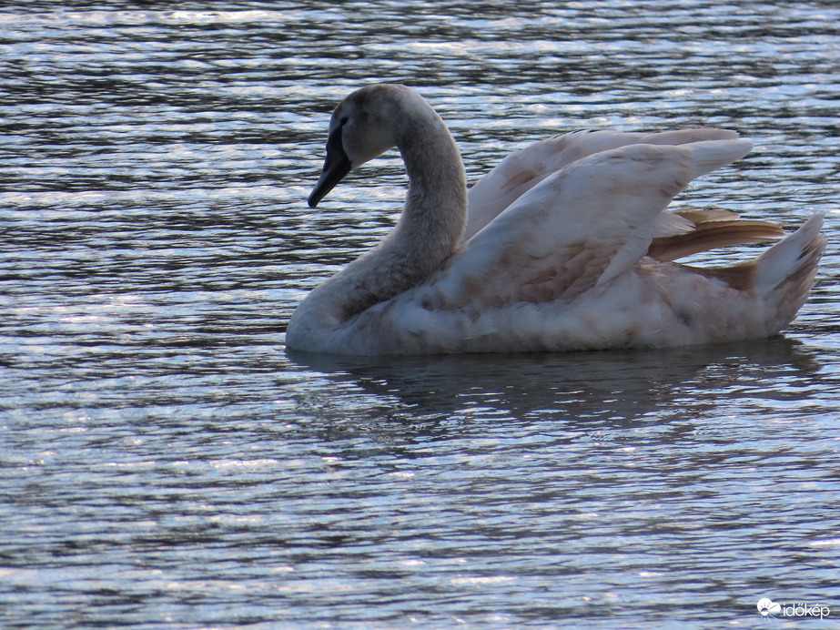 Ringatózás a fénylő vizen