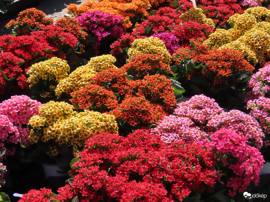 Herényi Virágút, Szombathely