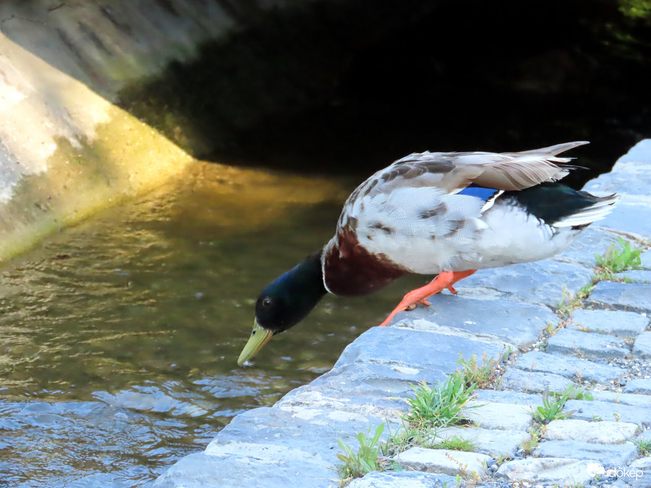 Ugrottam!