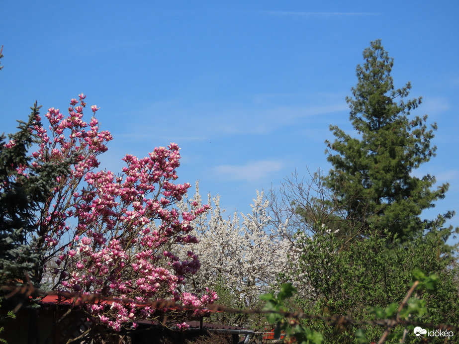 Virágba borultak a kiskerti fák
