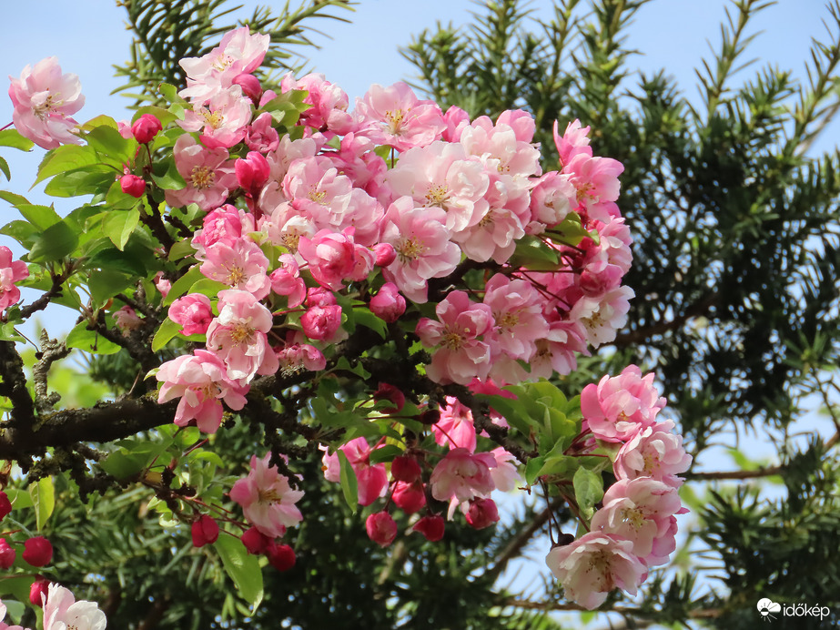 Virágzó Díszalmaág