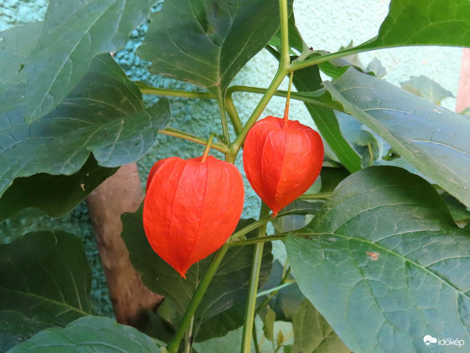 Piros lampionok