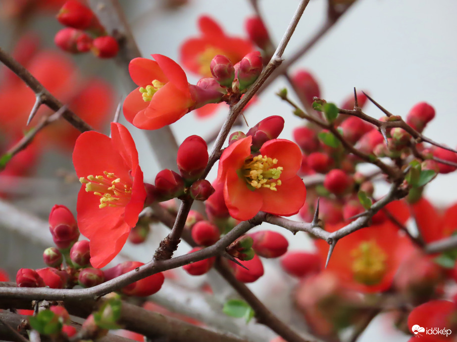 Virágzik a Japánbirs