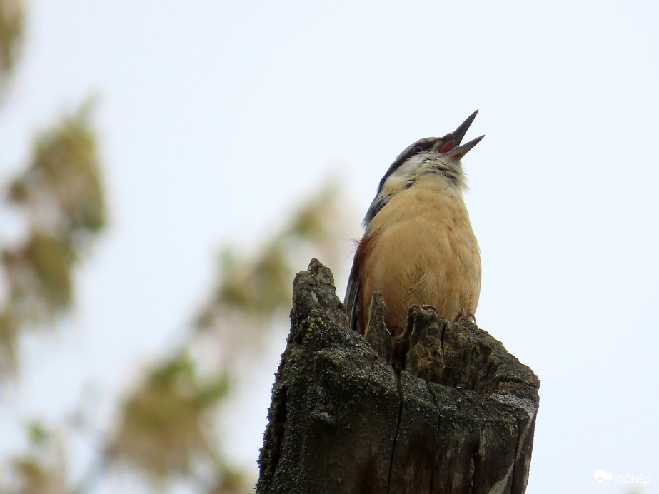 Figyelek, míg a párom dolgozik!