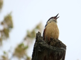 Figyelek, míg a párom dolgozik!