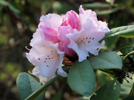 Kinyílt a Rhododendron bimbó