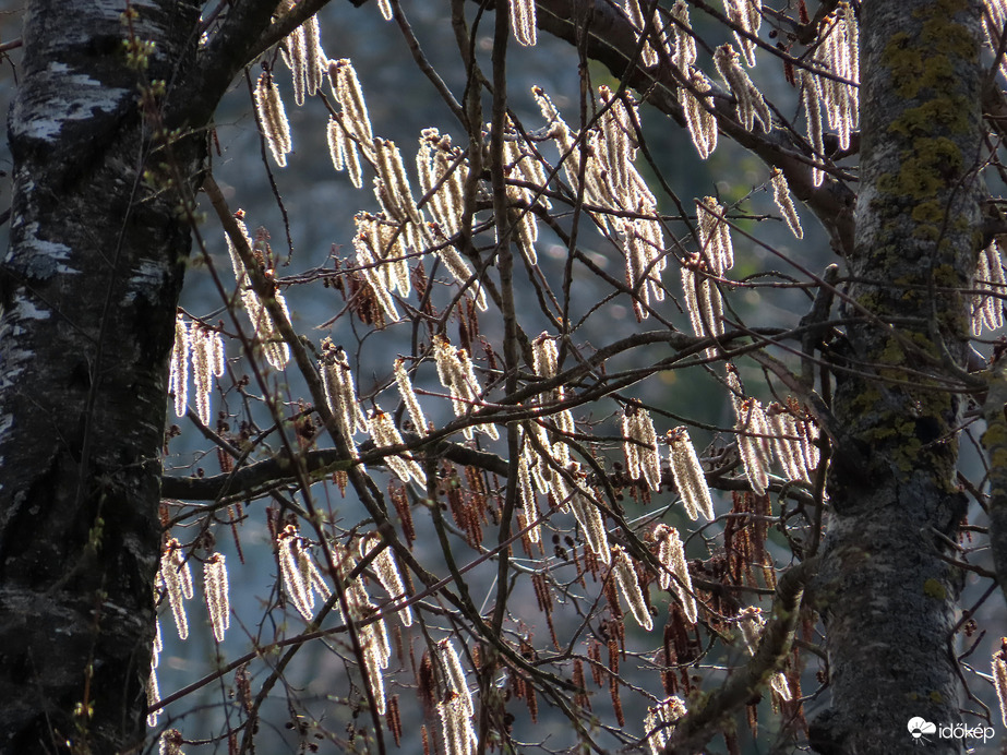 Barkák szélben és fényben