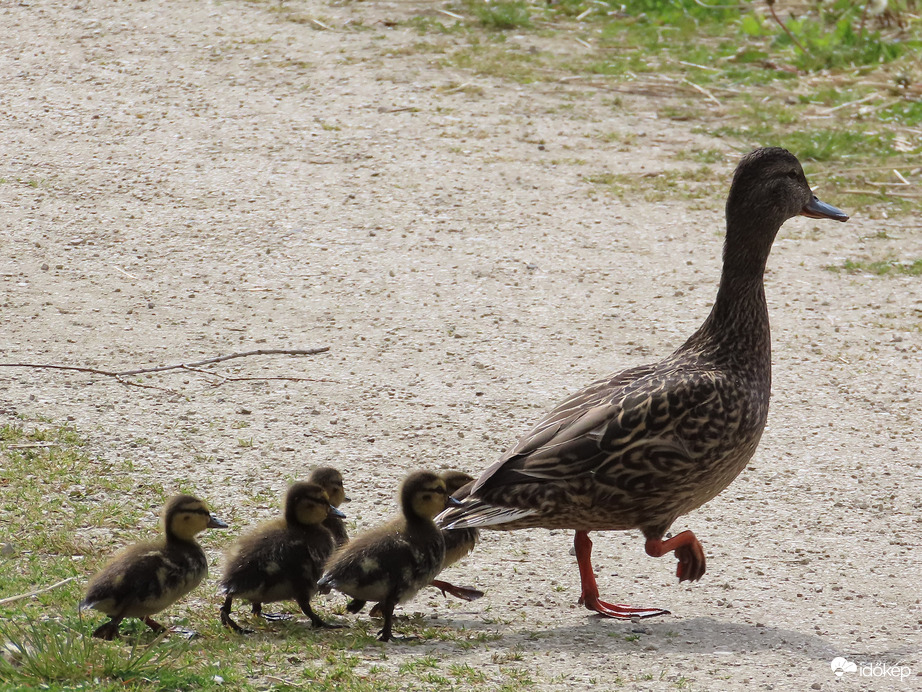 Mindjárt átérünk!