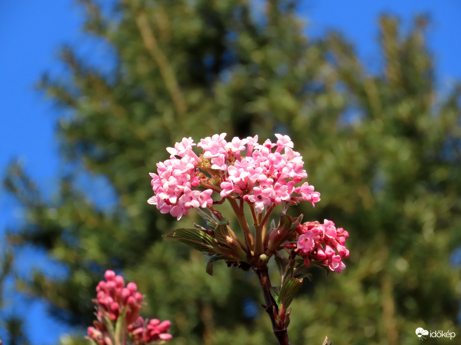Virágba borult a Kikeleti bangita