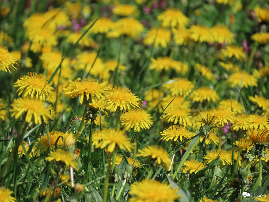 Pitypanggal telehintve