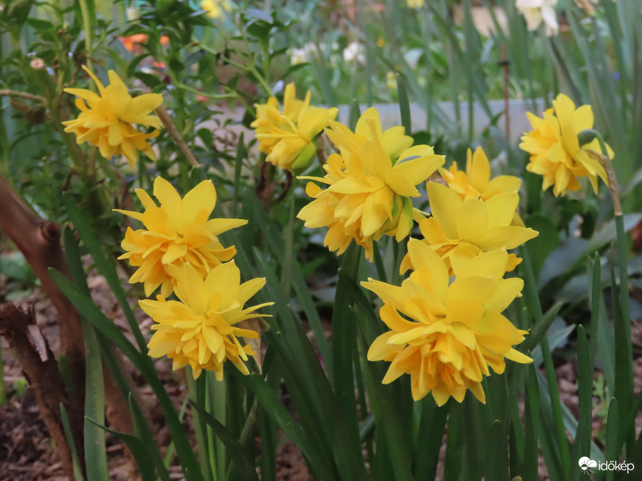 Tegnap még szépek voltak a virágok