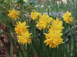 Tegnap még szépek voltak a virágok