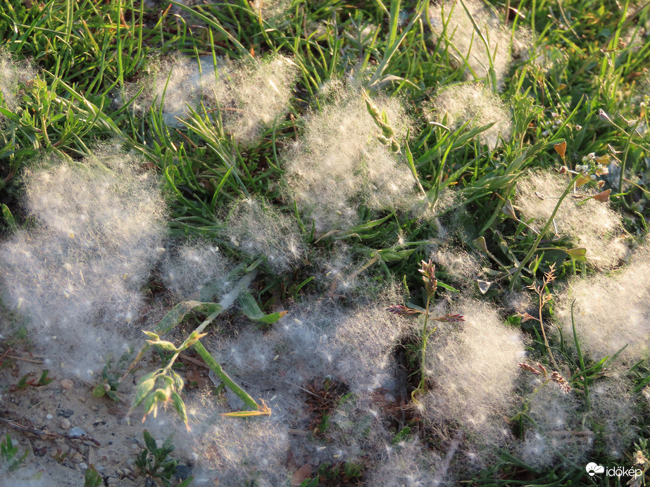 Allergiások, figyelem!