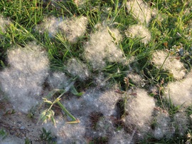 Allergiások, figyelem!