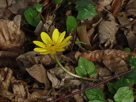 Tegnap még szépek voltak a virágok