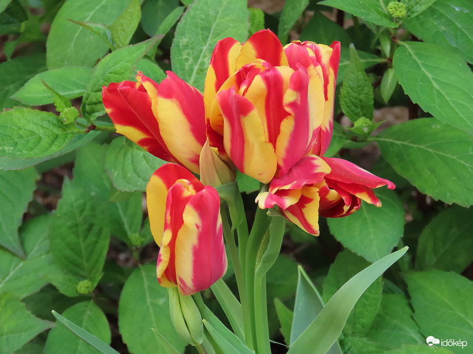 Sokvirágú tulipán