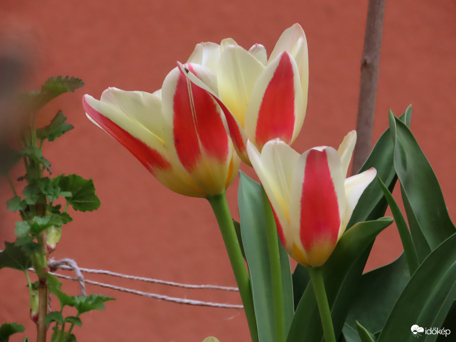 Újabb tulipánokat láttam