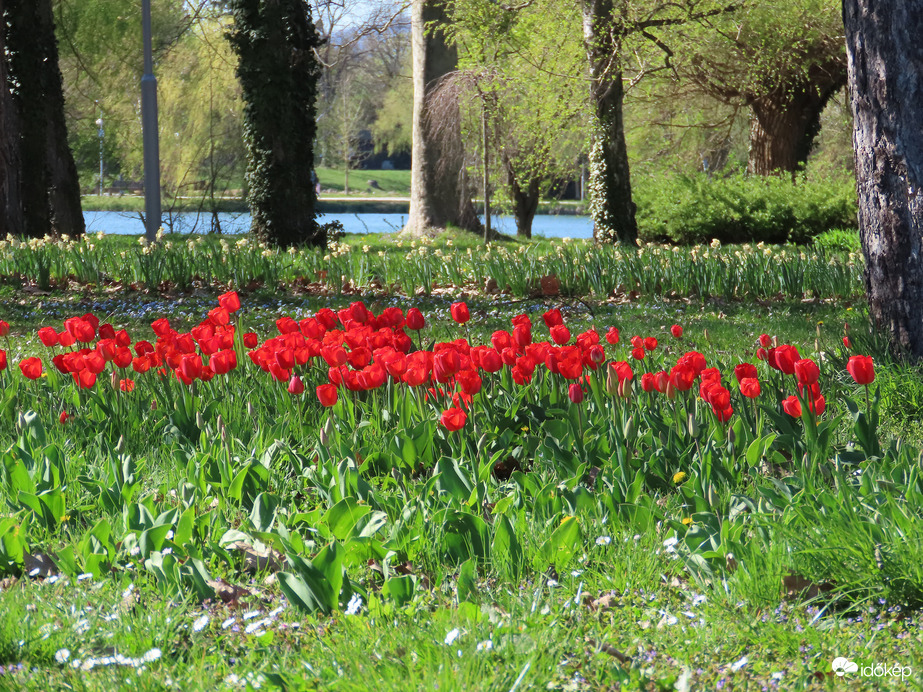 A nárciszok elhervadtak, a tulipánok virítanak a szigeten