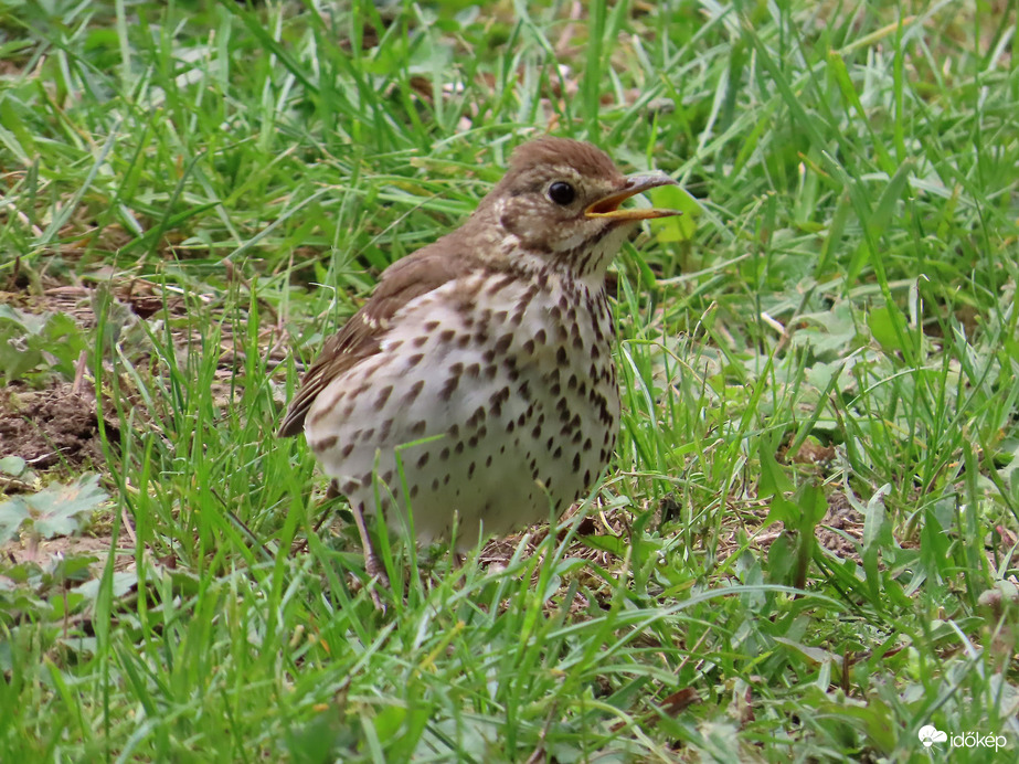 A fűben is énekelek