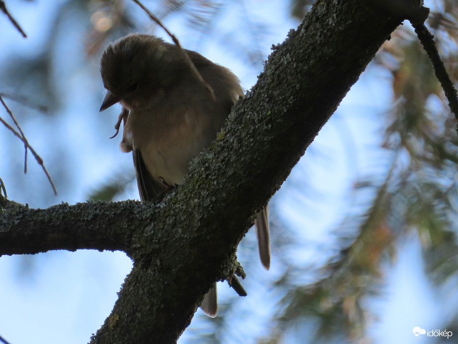Viszket a nyakam! Megvakarom!