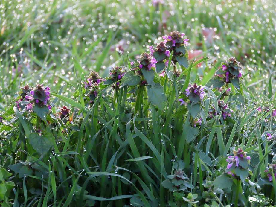 Árvacsalán reggeli harmattal