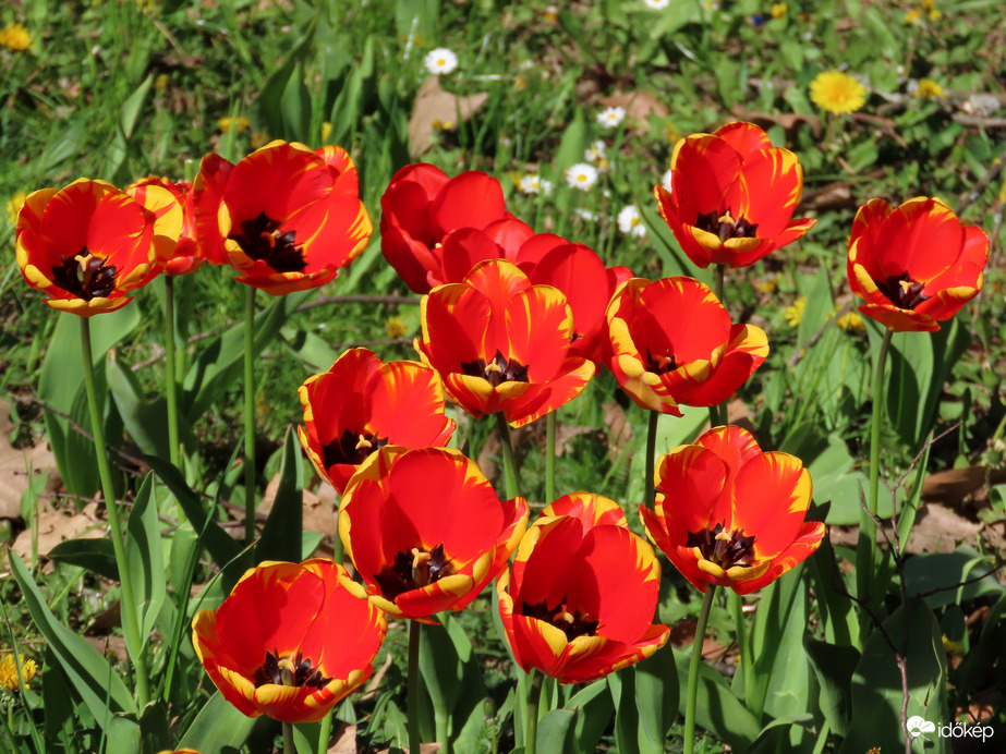 Tulipánok a Csónakázó-tó szigetén