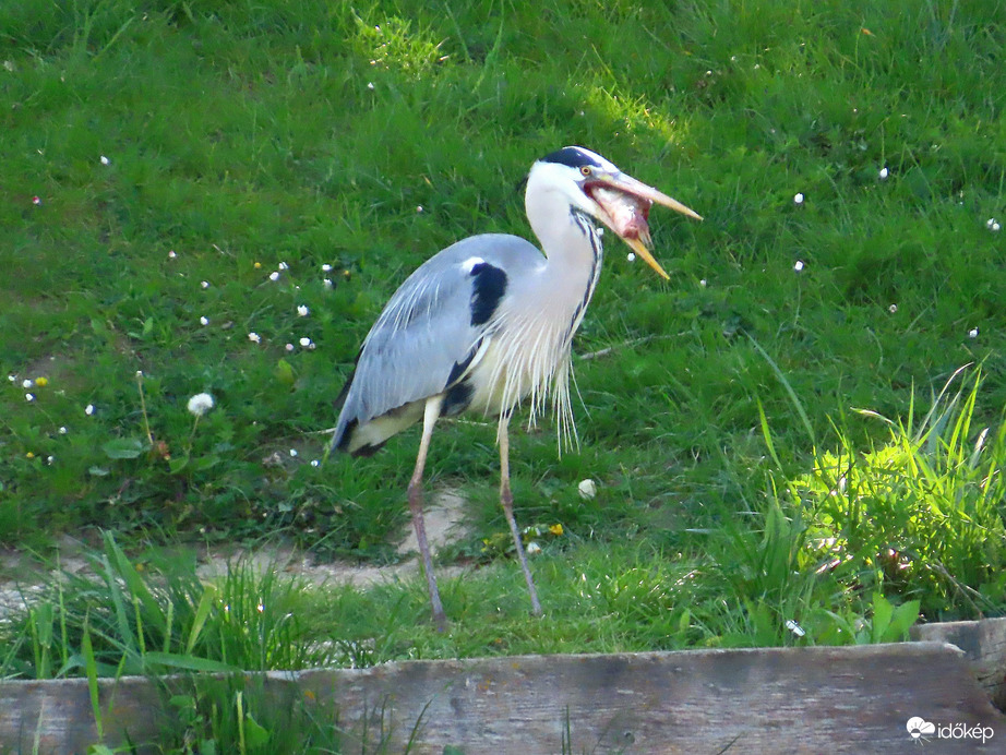 A Szürke gém kalandja a hallal