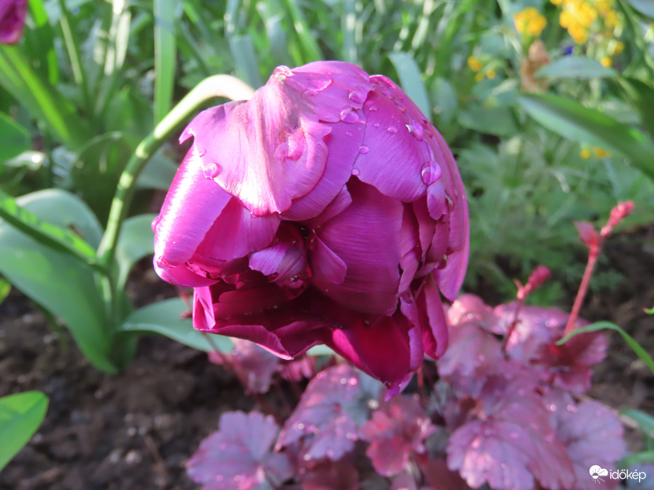 Meghajoltam az eső előtt