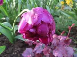 Meghajoltam az eső előtt