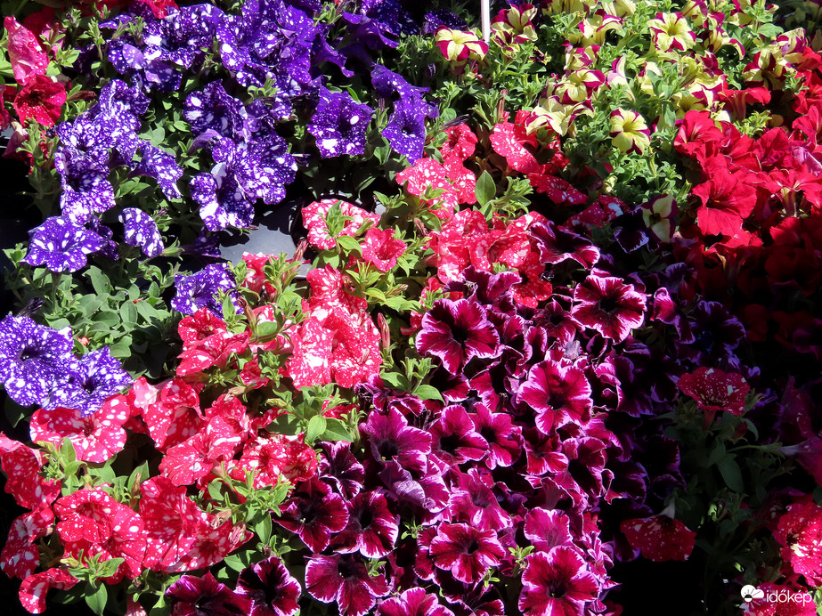 Herényi Virágút, Szombathely