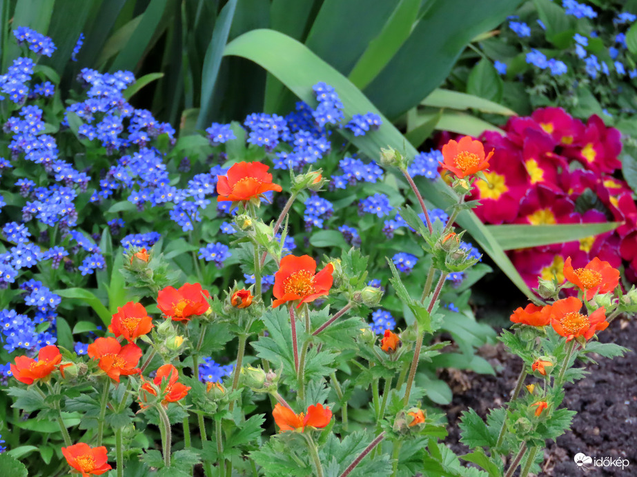 Színek egy virágoskertben