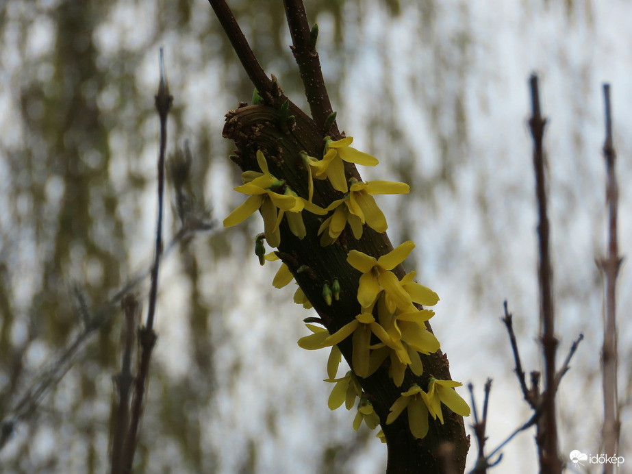 Virágba borult az érdekes Aranyvessző ág