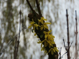 Virágba borult az érdekes Aranyvessző ág