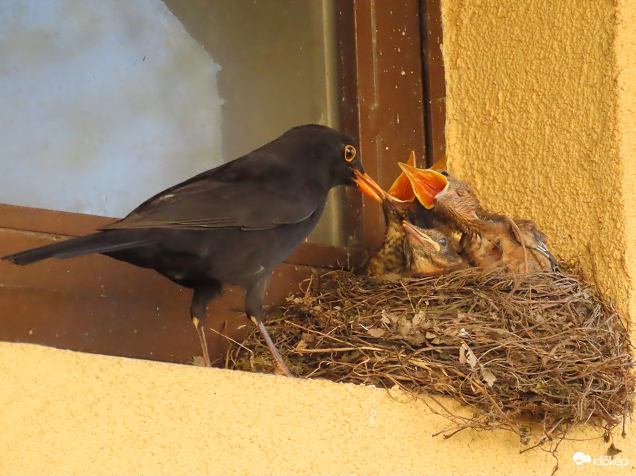 Felváltva etetnek a szülők