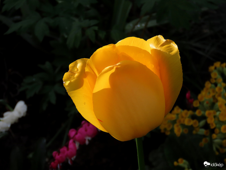 Egy virágoskert szépe