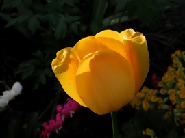 Egy virágoskert szépe