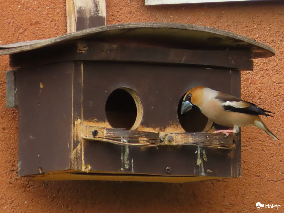 Meggyvágó az odú bejáratánál