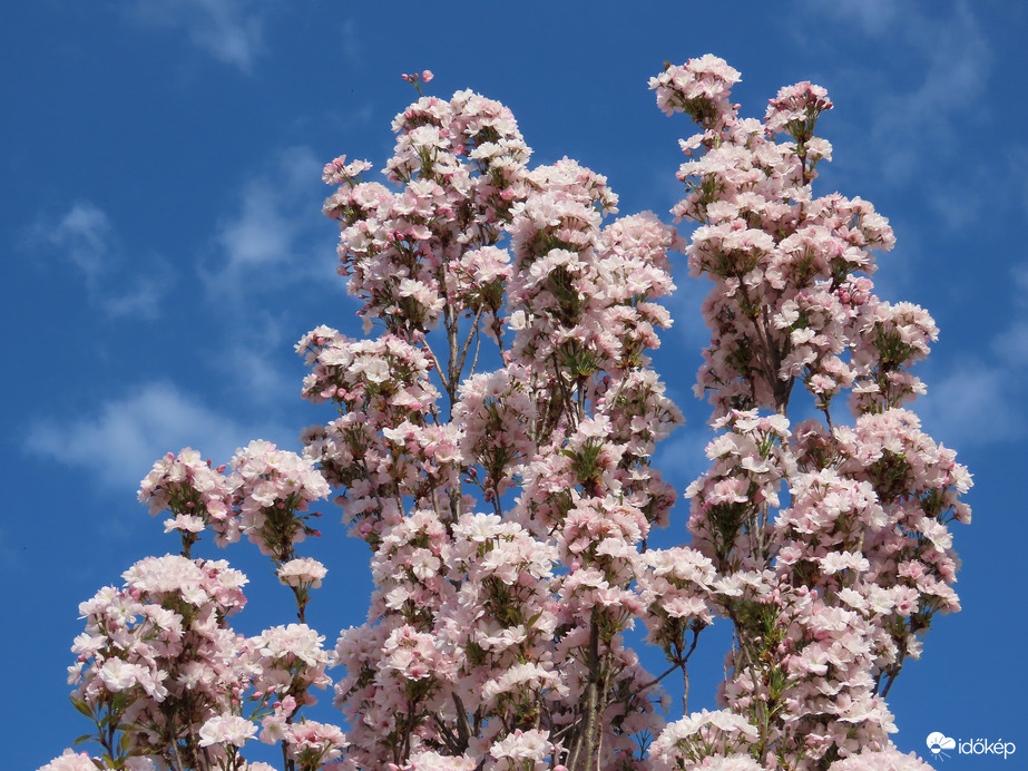 Teljes pompában a virágzó fák